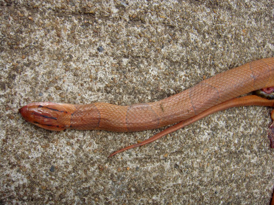Dead Oreocryptophis porphyraceus laticinctus in Hainan, China - 01