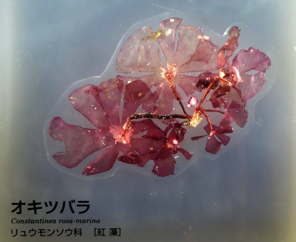 Constantinea rosa-marina - National Museum of Nature and Science, Tokyo - DSC07640