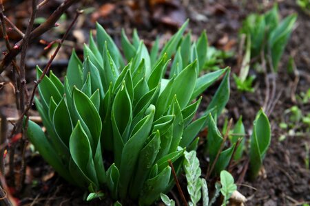 Spring tulips green grass