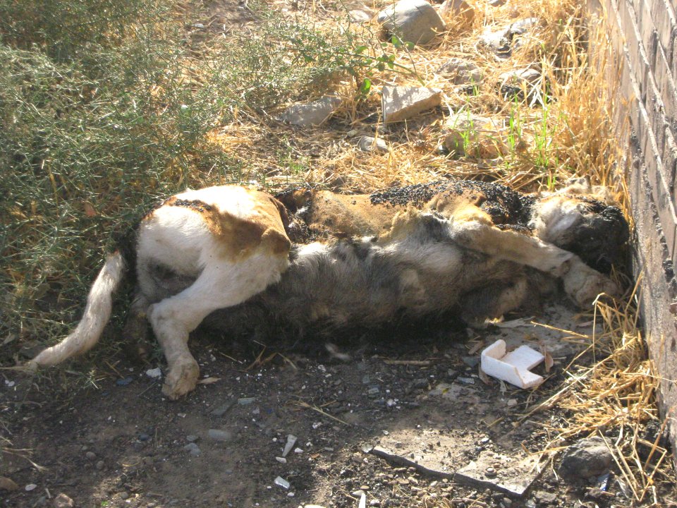 Dead Dog - Near Hakim Hospital of Nishapur 4