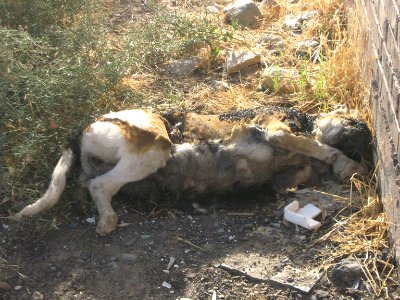 Dead Dog - Near Hakim Hospital of Nishapur 4