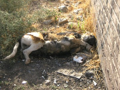 Dead Dog - Near Hakim Hospital of Nishapur 5