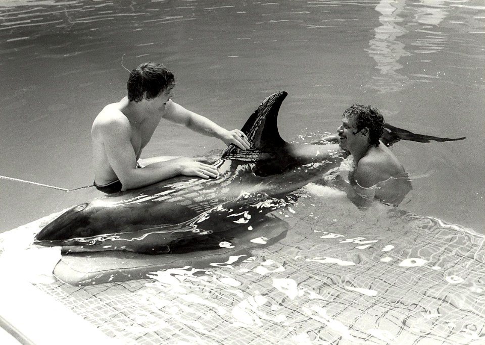 De zieke aangespoelde witsnuitdofijn in het Dolfirama. NB. een jaar later overleden in een Dolfirama te Duitsland. Aangekocht in 1983 van fotograaf C. de Boer. - Negatiefnummer 22141 k 19a. - Gepublic