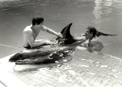 De zieke aangespoelde witsnuitdofijn in het Dolfirama. NB. een jaar later overleden in een Dolfirama te Duitsland. Aangekocht in 1983 van fotograaf C. de Boer. - Negatiefnummer 22141 k 19a. - Gepublic