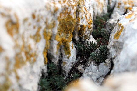 Lichen nature plant