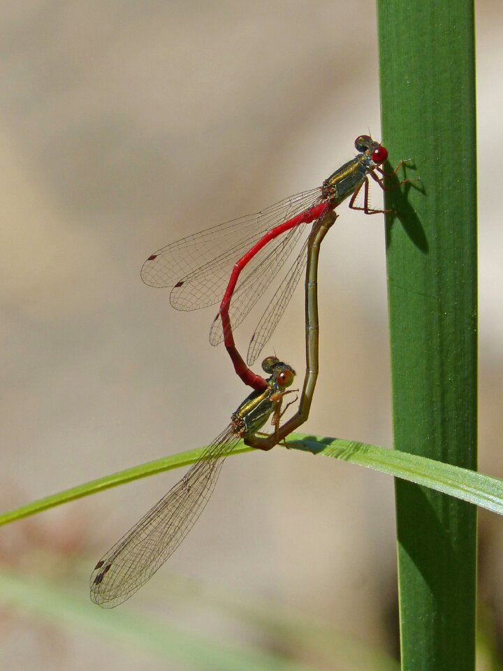 Copulation mating insects mating