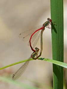 Copulation mating insects mating