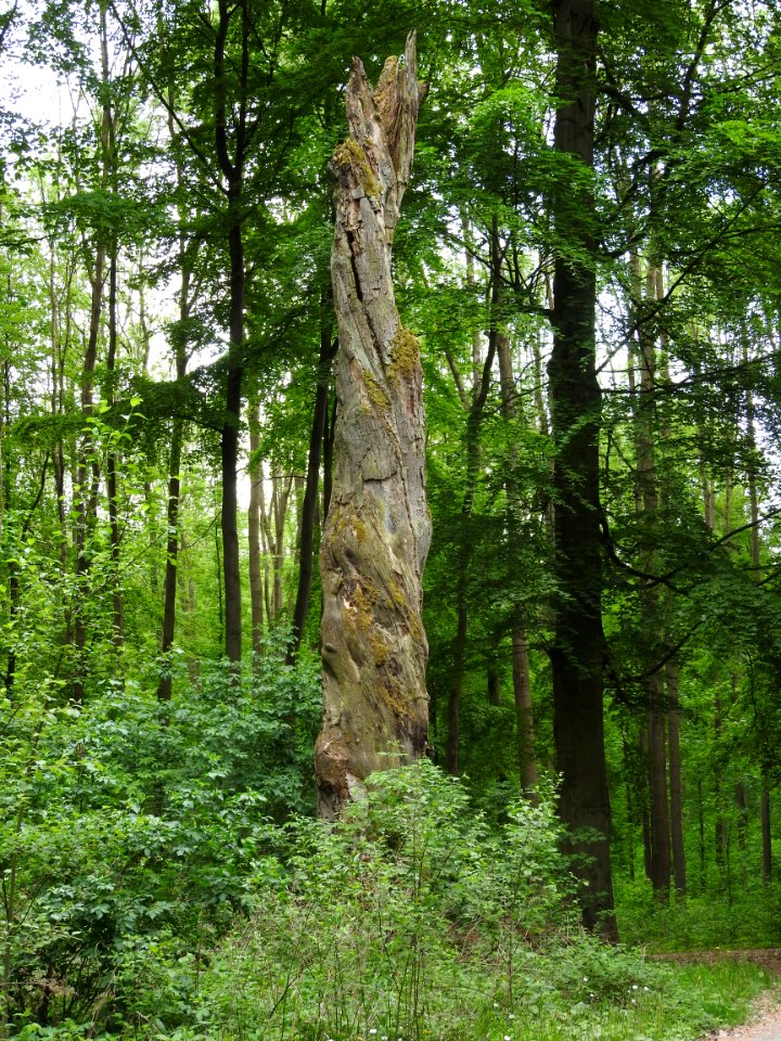 Dead tree Schmücke 2