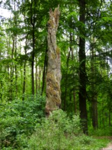 Dead tree Schmücke 2