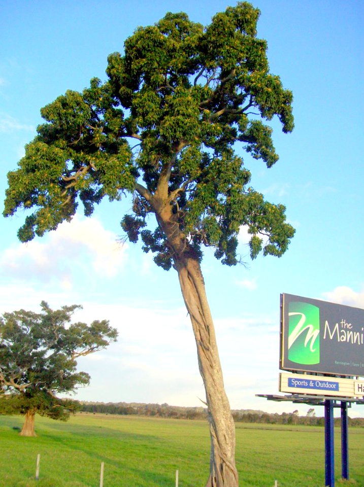 Deciduous Fig by Pacific Highway & Manning River