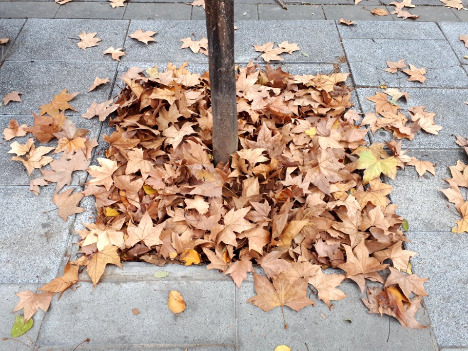 December leaves in Barcelona 2017 B
