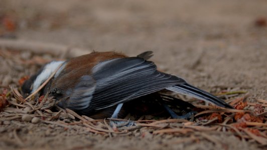Dead Chestnut-Backed Chickadee (Poecile rufescens) photo