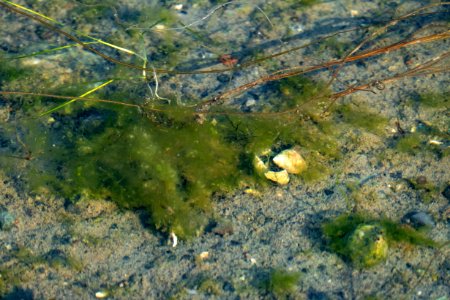 Dead man's rope and Cladophora glomerata photo