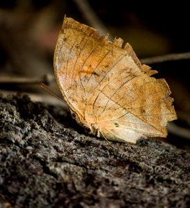 Dead leaf butterfly in nature