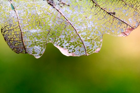 Dead Leaf (49388416) photo