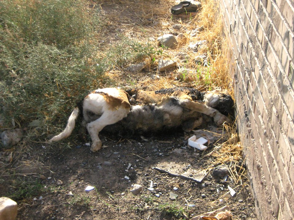 Dead Dog - Near Hakim Hospital of Nishapur 1