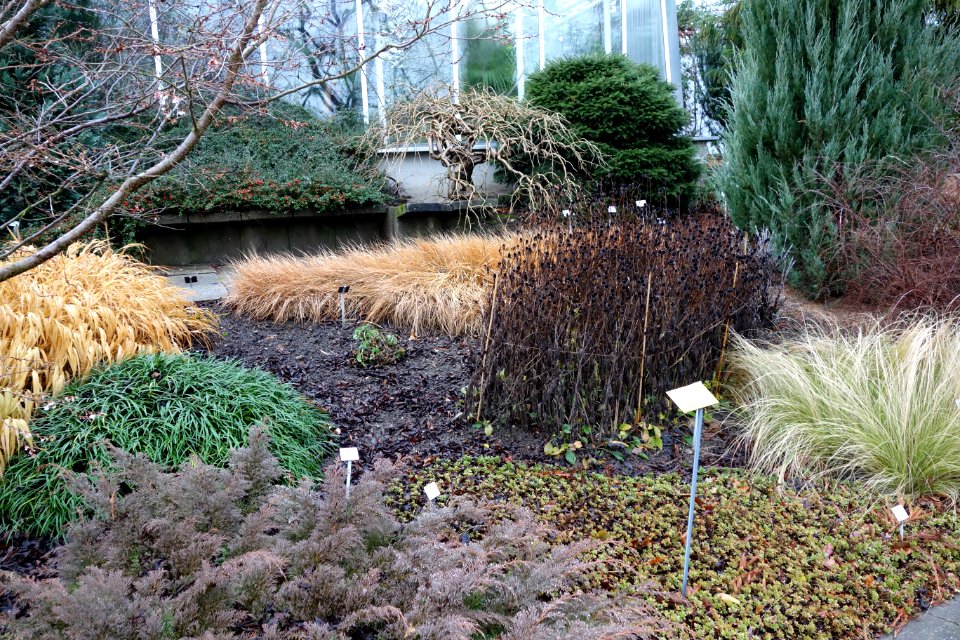 December - Botanischer Garten, Dresden, Germany - DSC08639