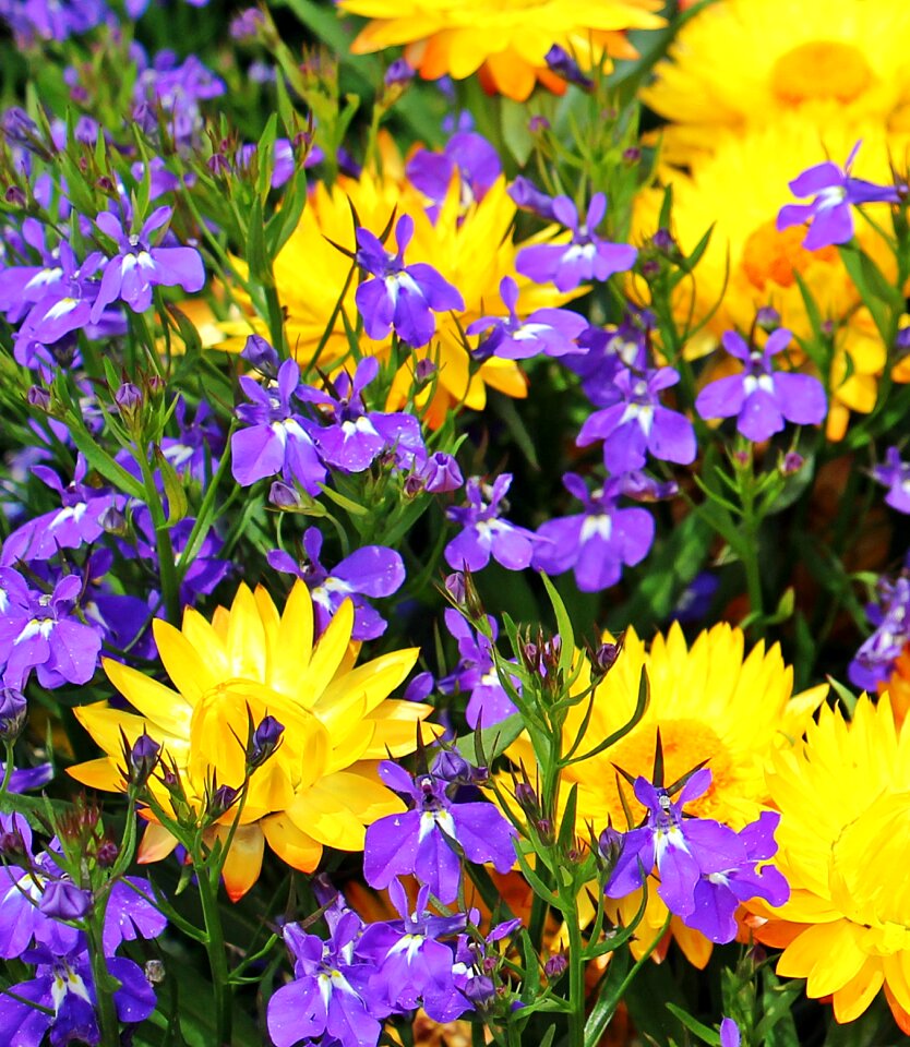Blossom bloom garden