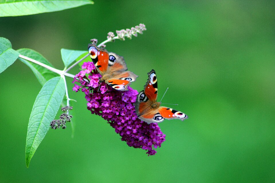 Nature tagpfauenauge insect butterfly edelfalter
