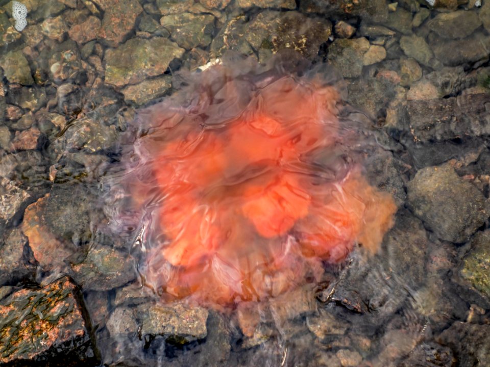 Dead jellyfish in Loddebo