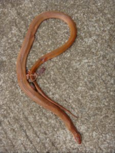 Dead Oreocryptophis porphyraceus laticinctus in Hainan, China - 02