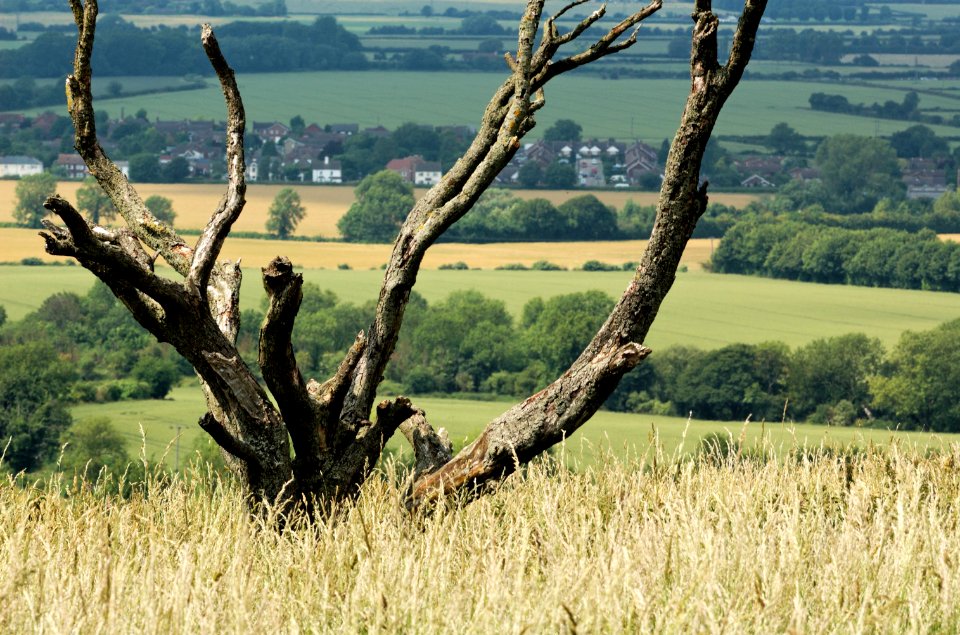 Dead-tree-ridgeway-20060629-013