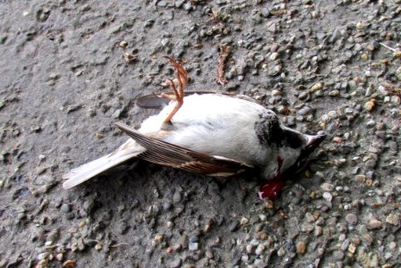 Dead house sparrow