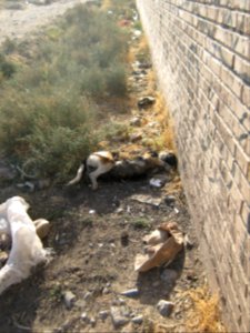 Dead Dog - Near Hakim Hospital of Nishapur 3