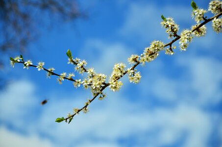 Branch flowering twig white photo