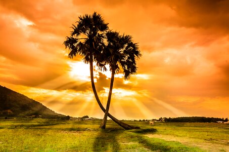 Beauty vietnam palm trees photo