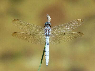 Orthetrum cancellatum dragonfly river