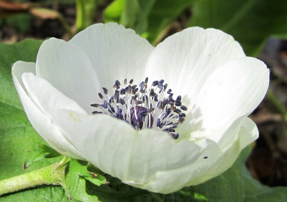 White anemone anemone open anemone