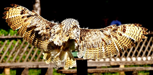 Bird feather eagle owl