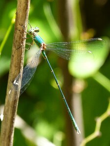 Wetland iridescent beauty
