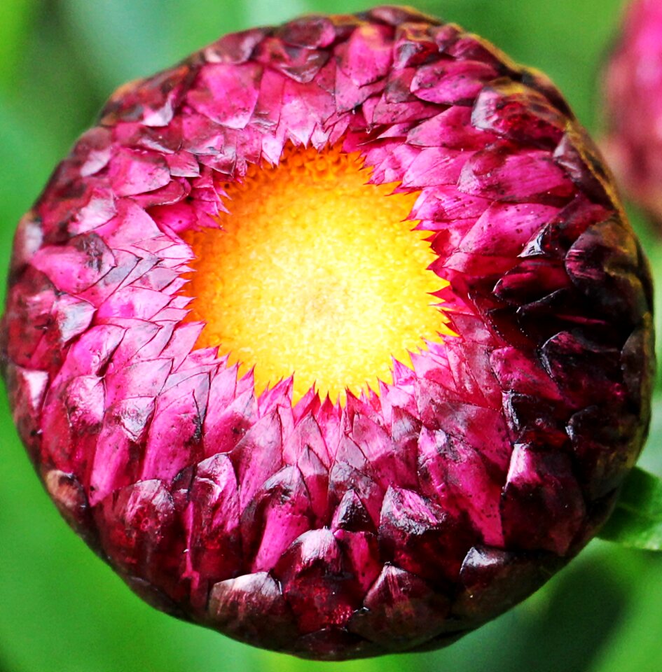 Flower purple everlasting nature