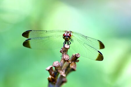 Insects dragonfly landscape