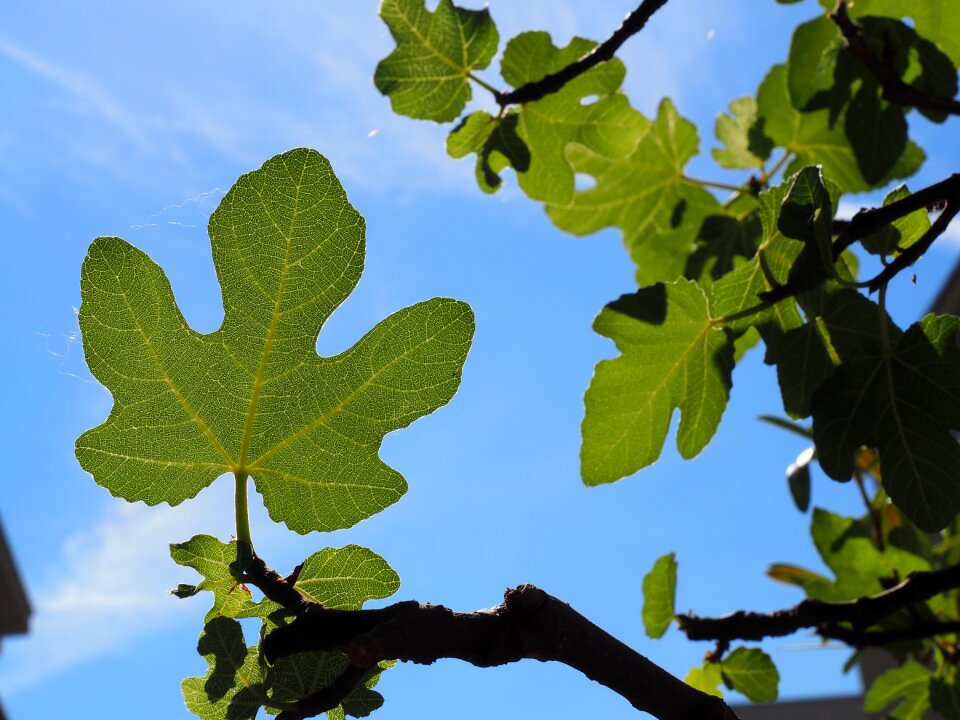 Leaves plant tropical