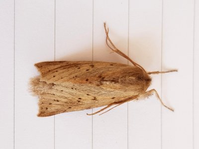 Declana leptomera 9 Feb 2018