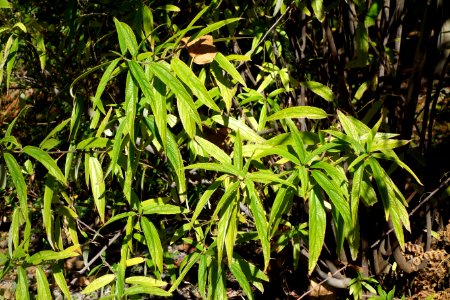 Debregeasia orientalis - Quarryhill Botanical Garden - DSC03420