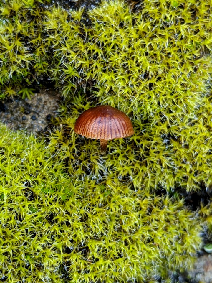 Deconica montana 33622321