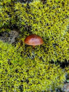 Deconica montana 33622321