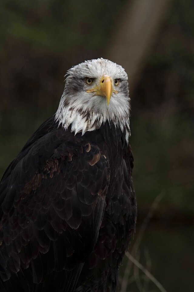 Bird bill white tailed eagle