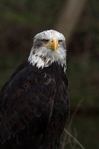 Bird bill white tailed eagle photo