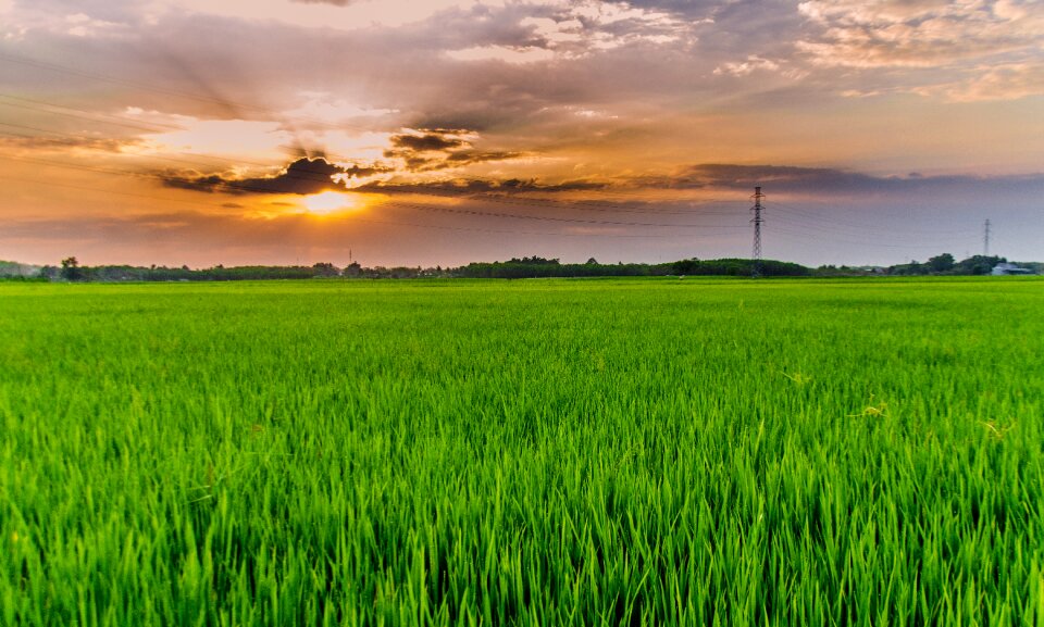 Field rice fields green