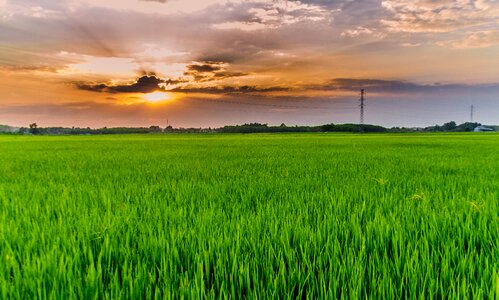 Field rice fields green photo