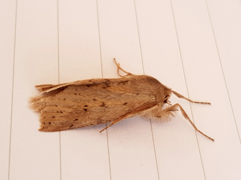 Declana leptomera3 9 Feb 2018
