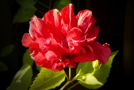 Mallow red bloom photo