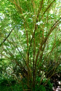 Decaisnea insignis (Decaisnea fargesii) - UBC Botanical Garden - Vancouver, Canada - DSC07750