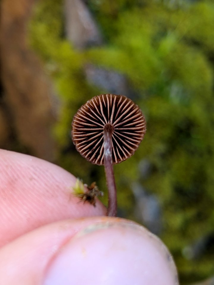 Deconica montana 33622299