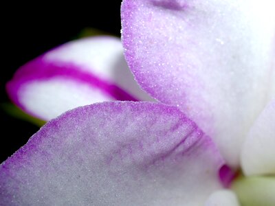 Violet flora growth